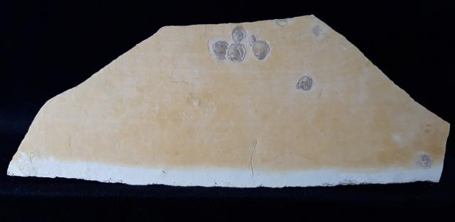 Terebratula sp. MUELLER 1776 - Bild &copy; FossNet FossilienStore